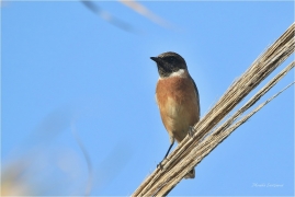 <p>RAMBORNÍČEK ČERNOHLAVÝ (Saxicola torquata) Řecko - Kréta –--- /African stonechat – Schwarzkehlchen/</p>